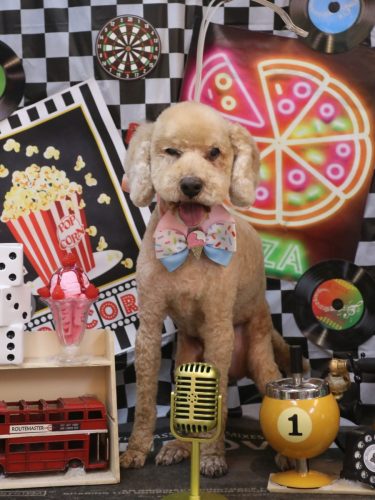 20260428アルトくん