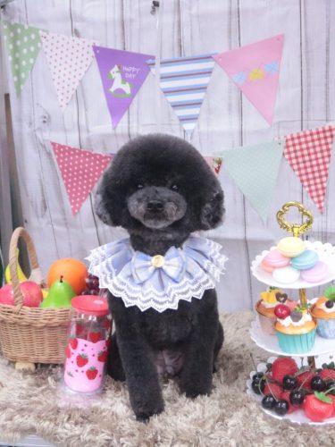 20260908BARONくん