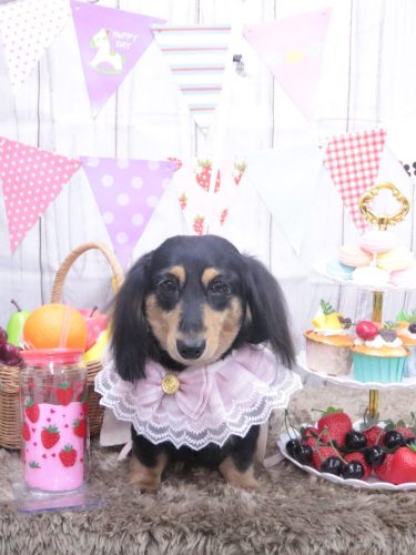 20260926はなちゃん
