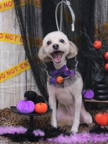 20261021ぽてとちゃん
