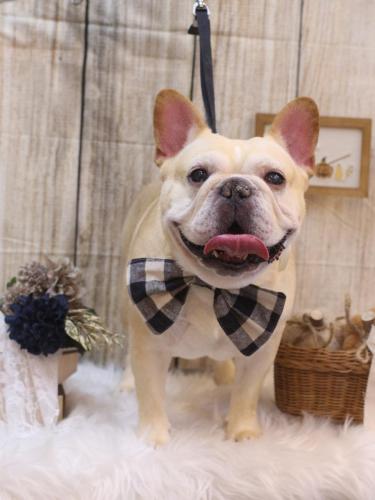 20241012こてつくん