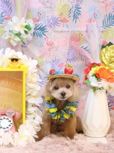 02050801マロンくん