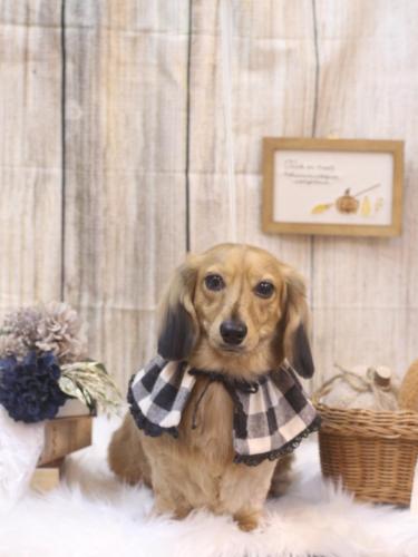 20241016ラテくん