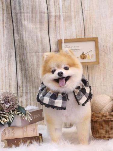 20241019モコくん