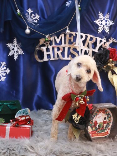 20251216ココアちゃん