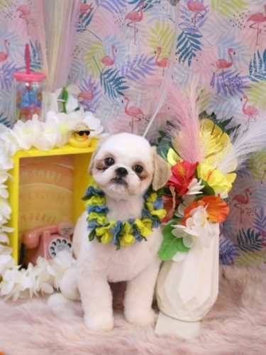 20250806むくくん