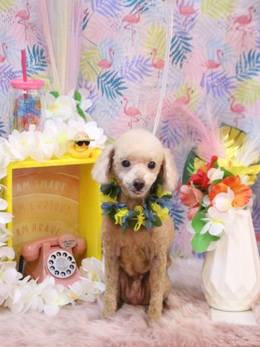 20250806バズくん