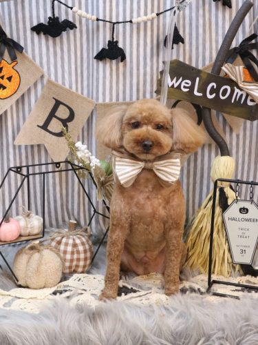 20251015ぷぅくん