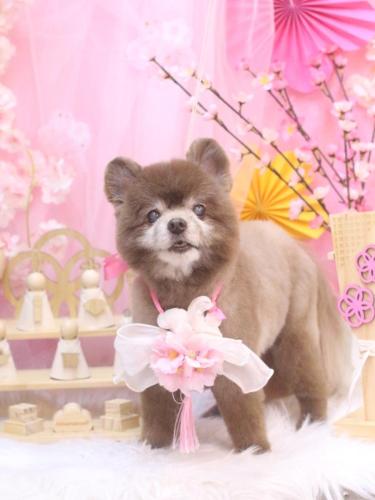 20250323クッキーくん