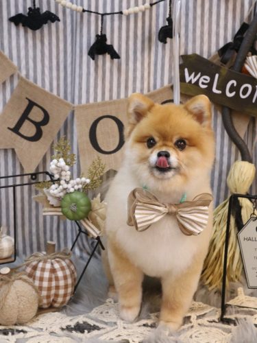 20251019たぬきちくん