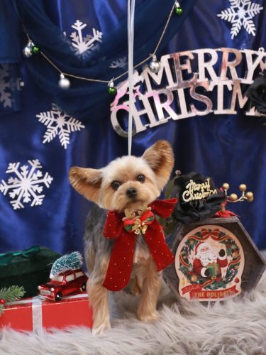 20251230メイちゃん