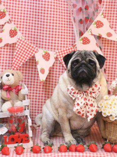 20260324フウちゃん