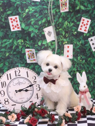 20250425ちゃむちゃん