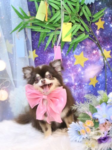 20250725ラブちゃん