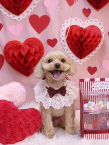 20240220ショコラくん