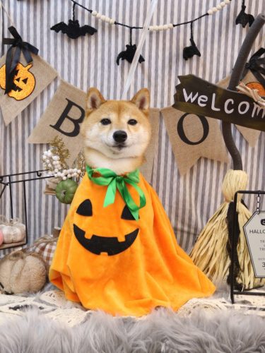 20251012茶々丸くん